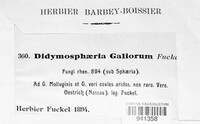 Didymosphaeria galiorum image